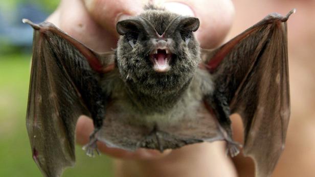 Eine braune Fledermaus wird von einer Hand gehalten und zeigt ihre Zähne.