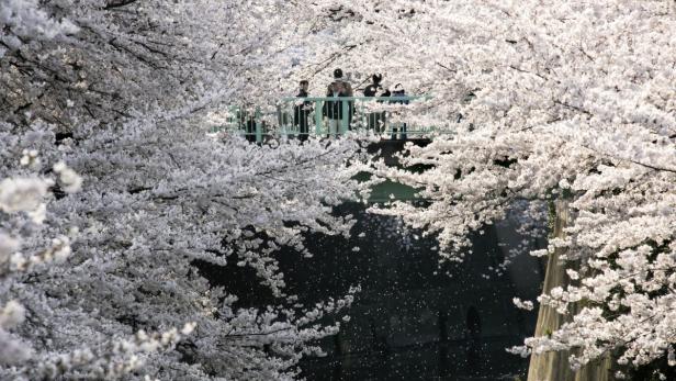 Der Frühling ist in Japan angekommen: Die Kirschblüte ist ein deutliches Zeichen dafür, dass die Winterkälte vorbei ist. Im ganzen Land sind die zartrosa Knospen durch unterschiedliche Klimaverhältnisse zeitversetzt zu sehen. Japans Inselkette erstreckt sich immerhin über 3500 Kilometer.