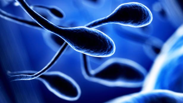 In hoher Konzentration kommt Spermidin in der Samenflüssigkeit vor.