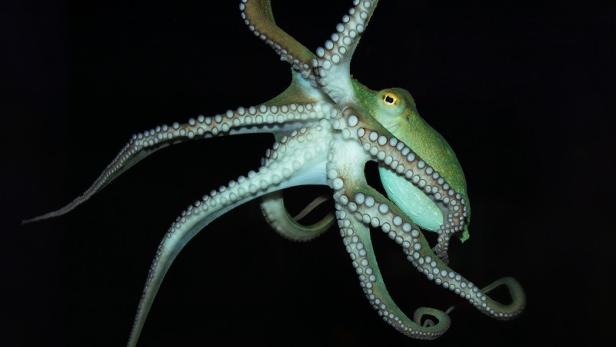 Ein grüner Oktopus schwebt vor einem schwarzen Hintergrund.