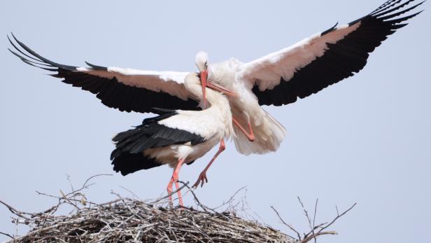 Zwei Störche in einem Nest, einer mit ausgebreiteten Flügeln.