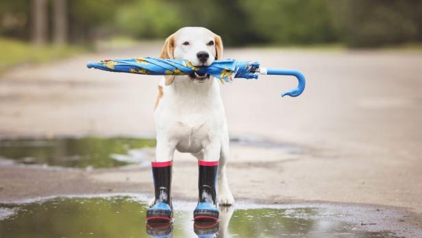 Ein Hund mit Gummistiefeln hält einen Regenschirm im Maul und steht in einer Pfütze.