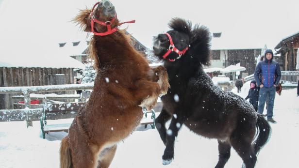 Auf Gut Aiderbichl haben Tiere Vorrang: Hunde, Esel und Schweine laufen frei herum, Ponys sind zuweilen zum Spielen aufgelegt.