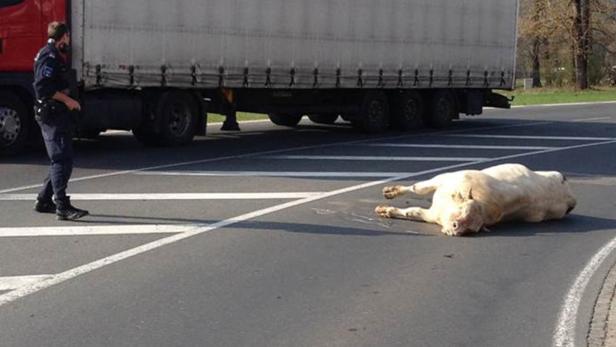 Ein Polizist steht neben einem toten Rind, das auf einer Straße vor einem Lastwagen liegt.