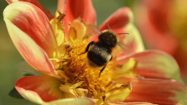 Bestäuberin bei der Arbeit: Die fleischigen Insekten sind in Europa gefährdet.