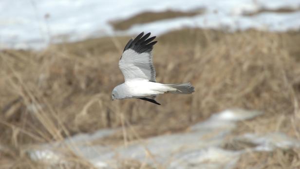 Ein weißer Greifvogel fliegt über eine winterliche Landschaft.
