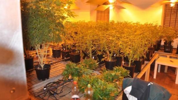 Marihuana-Eigenanbau boomt: Rekordfund in Wien