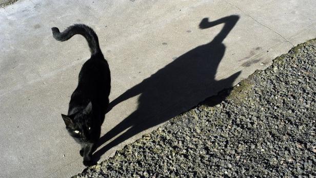 Auch sie sollen Unglück bringen: Schwarze Katzen, im Aberglauben ein Teufelssymbol.