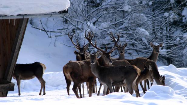 Winterliche Tierschau im Land