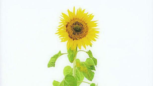 Eine einzelne Sonnenblume mit gelben Blütenblättern und grünen Blättern vor einem weißen Hintergrund.