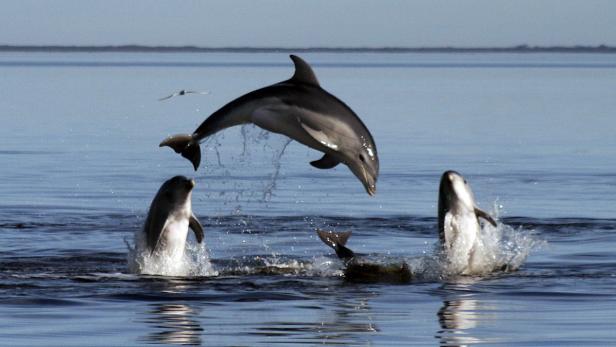 epa02917339 An undated handout picture provided by Monash University on 15 September 2011 of a new species of dolphins in Victoria&#039;s Port Phillip Bay, Australia. The new species, Tursiops Australis, which can also be found at Gippsland Lake, have a small population of 150 and were originally thought to be one of the two existing bottlenose dolphin species. EPA/MONASH UNIVERSITY / HO AUSTRALIA AND NEW ZEALAND OUT HANDOUT EDITORIAL USE ONLY