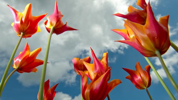 Klassische Frühlingsboten: Tulpen