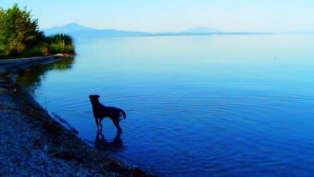 Ein Hund steht im Wasser an einem Ufer mit Bergen im Hintergrund.