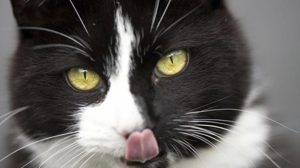 Fleischfresser Katze: Ungekochtes im Napf soll das Wohlbefinden der Heimtiere steigern.