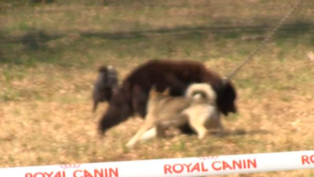 Mehrere Hunde spielen auf einer Wiese, im Vordergrund ein Royal Canin-Banner.