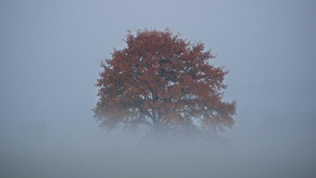 Ein Baum mit herbstlichem Laub steht im Nebel.