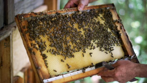 Wabe mit Bienen: In Österreich gibt es rund 380.000 Bienenvölker