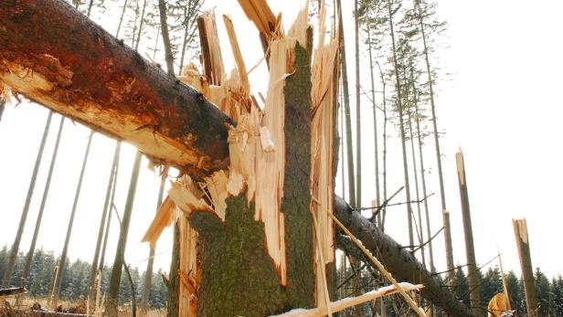 Windbruch verursachte viele Schäden in Österreichs Wäldern.