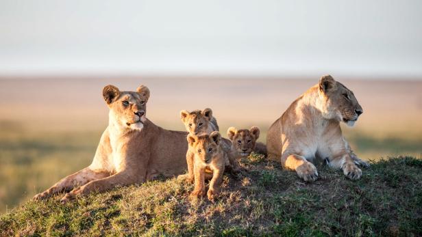 Eine Löwenfamilie ruht auf einem grasbewachsenen Hügel.