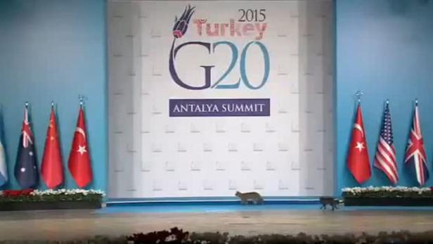 Großer Auftritt: Drei Katzen beim G-20-Gipfel