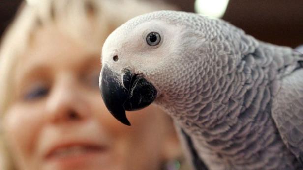 Graupapagei: Sozialer Stress durch Einsamkeit lässt bei Menschen und Tieren die Zellen schneller altern