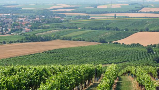 Carnuntum: Pannonische Tropfen und Wildschweine