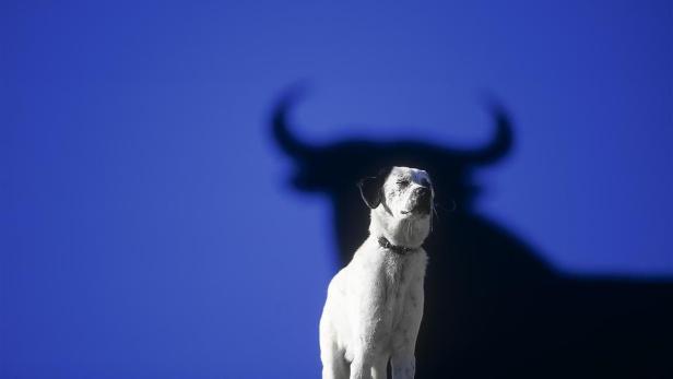 Ein weißer Hund steht vor dem Schattenriss eines Stiers.