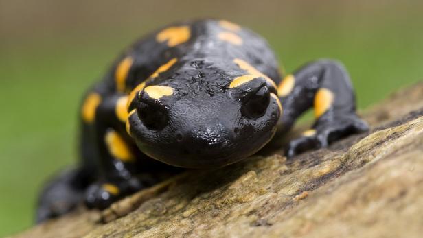 Ein Feuersalamander sitzt auf einem Stück Holz.