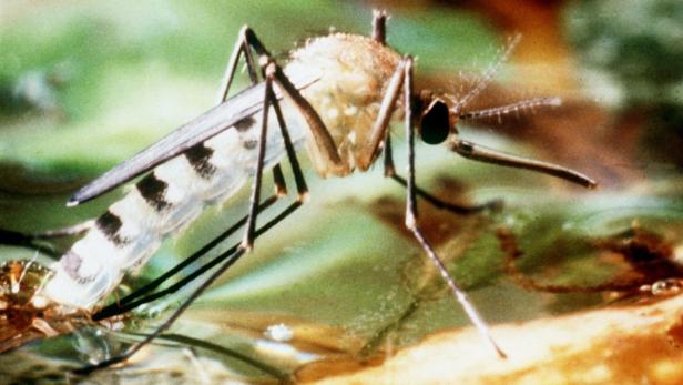 Asiatische Tigermücke: Sie breitet sich in Europa aus und überträgt die Erreger des Dengue-Fiebers