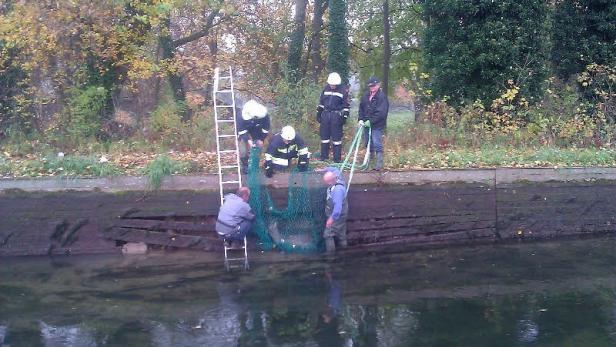 Feuerwehr als Lebensretter: Rehbock saß in Kanal in der Falle