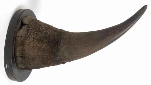 Diebe klauten ersteigertes Nashorn