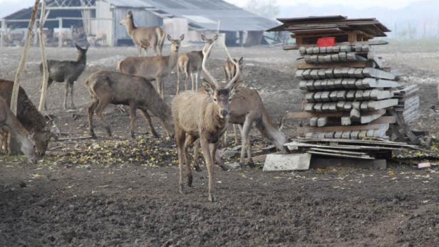"Die Hirsche müssen leiden"