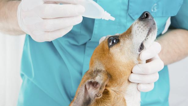 Hunde, die an einem Glaukom leiden, müssen behandelt werden.