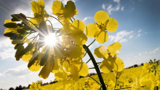 Die Sonne scheint durch die gelben Blüten eines Rapsfeldes.