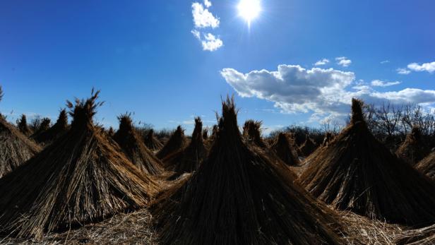 Schilf schneidend die Natur schützen