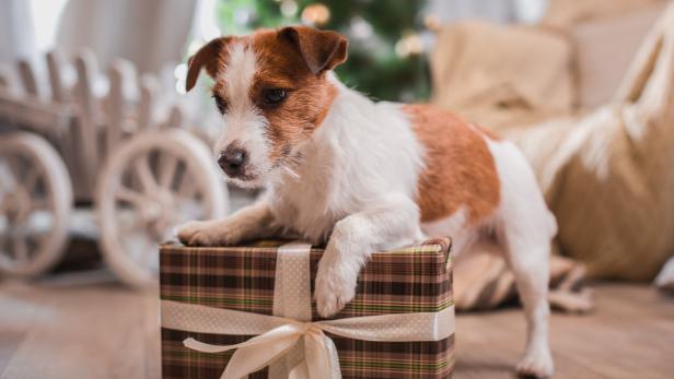 Auch Bella und Hasso wollen etwas zu Weihnachten haben