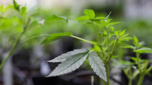 Junge Cannabispflanzen in Töpfen.