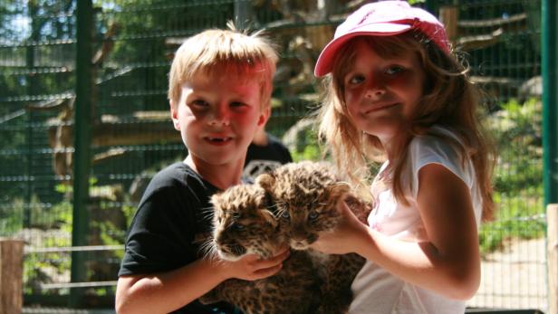 Zwei Kinder halten zwei junge Leoparden im Arm.
