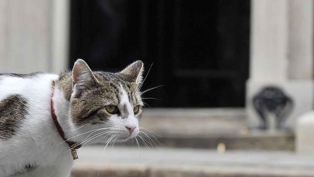 Downing Street: Dienstkatze unter Druck