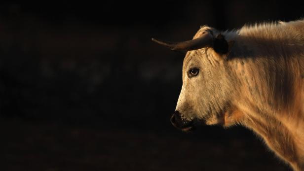 Der Stier musste nach der Kollision notgeschlachtet werden. (Symbolbild)