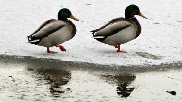 Zwei Stockenten stehen auf einer eisigen Fläche am Wasser.