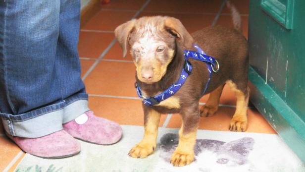 Promenaden-Mischling Leo witterte Hausbrand