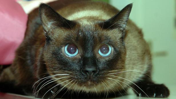Eine Siamkatze mit leuchtend blauen Augen liegt auf dem Bauch.