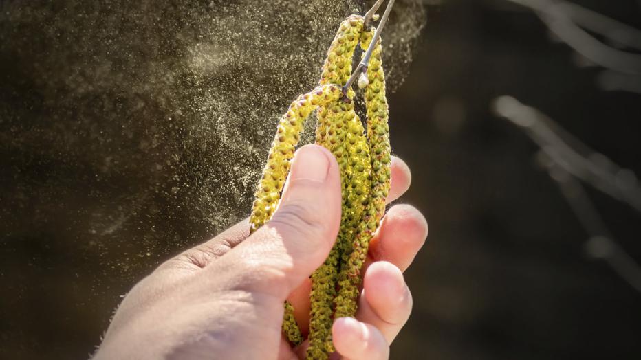 Pollenbelastung Jetzt wird sie intensiv