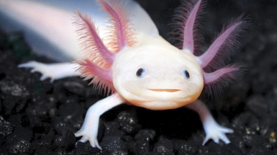 Der Axolotl ist vom Aussterben bedroht | kurier.at