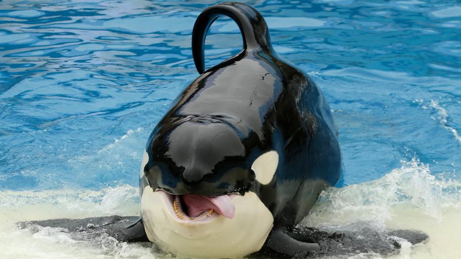 OrcaBaby gestrandet verzweifelte Suche nach der Mutter