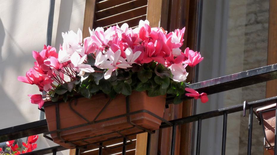 Verboten: Blumenkästen am Balkongeländer | kurier.at