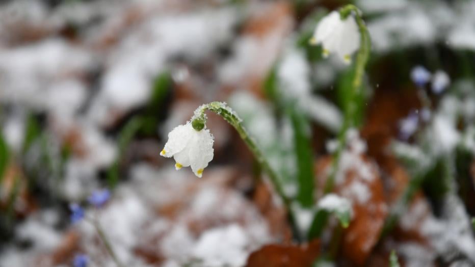 Regen Und Schnee: Die Neue Woche Startet Turbulent