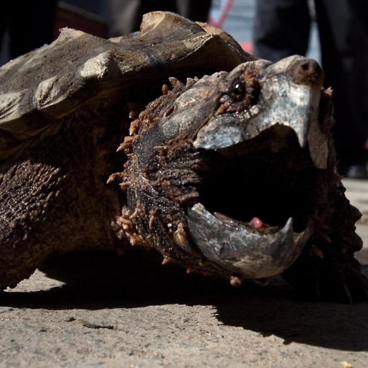 Alligator Schildkrote Lotti Bleibt Verschollen Kurier At