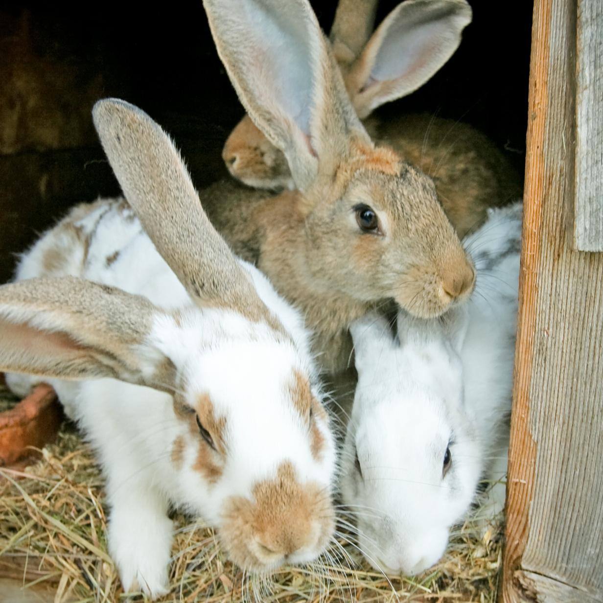 Winzige Haustiere Kurier At